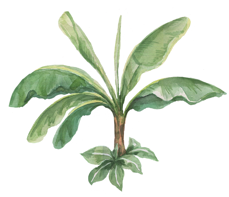 Watercolor Jungle Tree Illustration