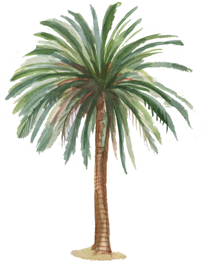 Watercolor Palm Tree
